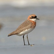 Siberian Sand Plover