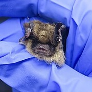Arizona Myotis