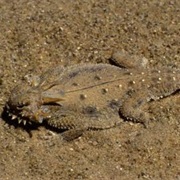 Flat-Tail Horned Lizard