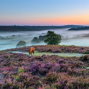 New Forest National Park, UK