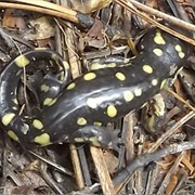 Tarahumara Salamander