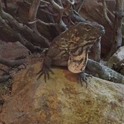Spiny-Tailed Iguana