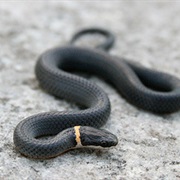 Northern Ringneck Snake