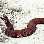 Florida Cottonmouth