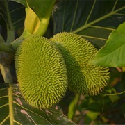 Kapiak (Papua New Guinea)