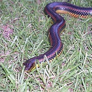 Rainbow Snake
