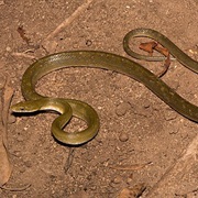 Green Ratsnake