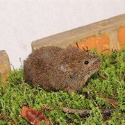Mogollon Vole