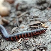 Eastern Mud Snake