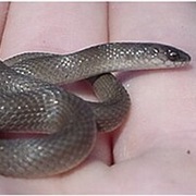 Rough Earth Snake