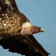 Vulture