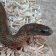 Mole Kingsnake