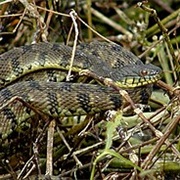 Diamondback Water Snake