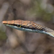 Brown Vinesnake