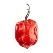 Red Scotch Bonnet Pepper