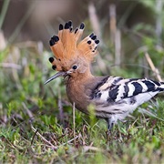 Common Hoopoe