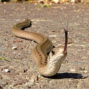 Northern Brown Snake