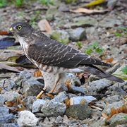 Chinese Sparrowhawk