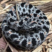 Western Pigmy Rattlesnake