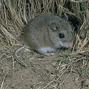 Oldfield Mouse