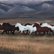 Wild Mustangs