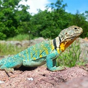 Eastern Collared Lizard