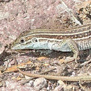 Sonoran Spotted Whiptail