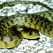 Florida Green Water Snake