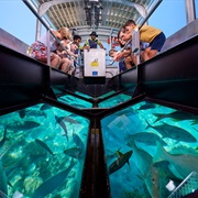 Glass Bottom Boat