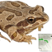 Strecker's Chorus Frog