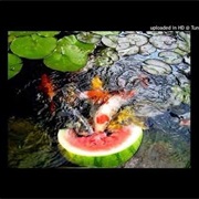 Koenjihyakkei - Avedumma