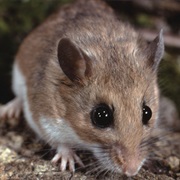 Canyon Deermouse