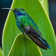 Mexican Violetear