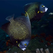 French Angelfish