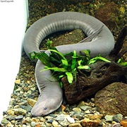 Three-Toed Amphiuma