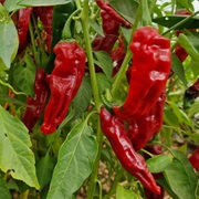 Kashmiri Chillies