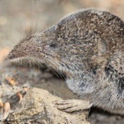 Arizona Shrew