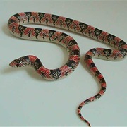 Long-Nosed Snake