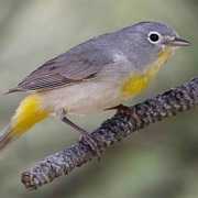 Virginia's Warbler