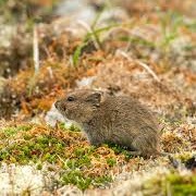 St. Matthew Island Vole