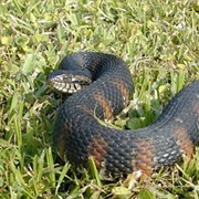 Florida Banded Water Snake