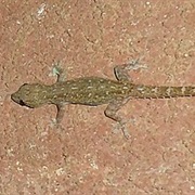 Indo-Pacific Gecko