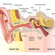 Ear Condition