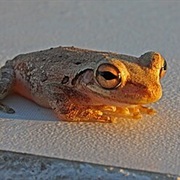 Cuban Tree Frog