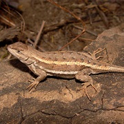 Striped Plateau Lizard