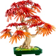 Japanese Maple Bonsai