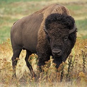 Plains Bison