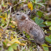 Unalaska Collared Lemming
