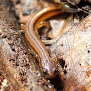Chamberlain's Dwarf Salamander