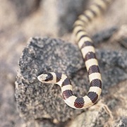 Western Shovelnose Snake